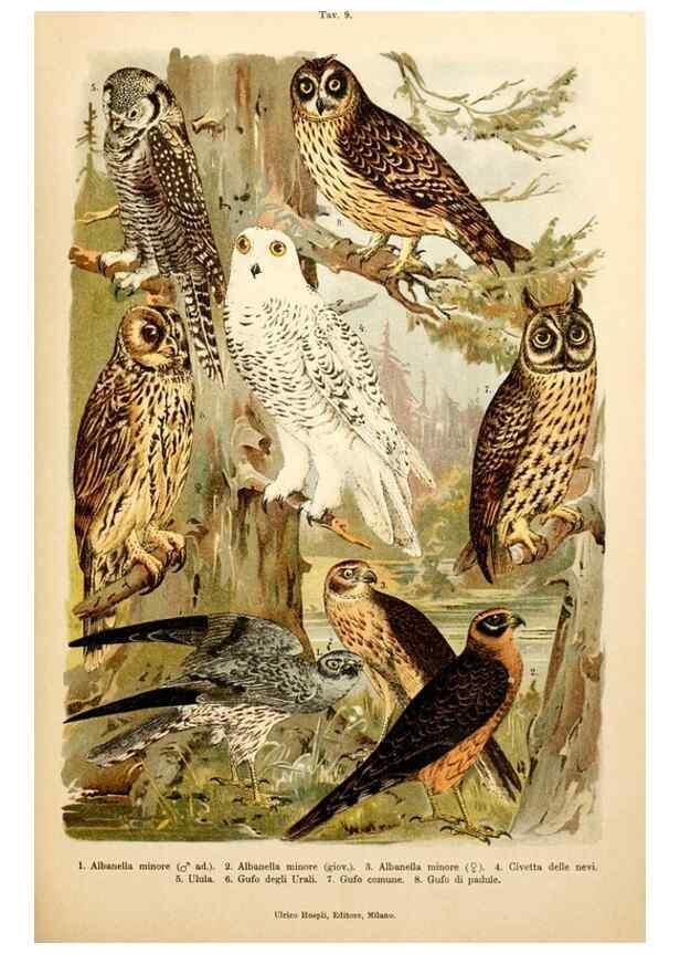Reproducción/Reproduction 7413865878: Atlante ornitologico :. Milano :U. Hoepli,1902.