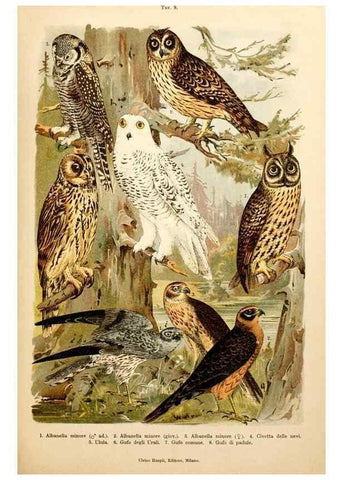 Reproducción/Reproduction 7413865878: Atlante ornitologico :. Milano :U. Hoepli,1902.