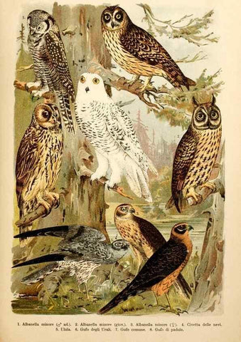 Reproducción/Reproduction 7413865878: Atlante ornitologico :. Milano :U. Hoepli,1902.