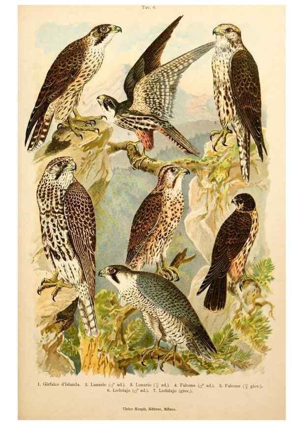 Reproducción/Reproduction 7413861512: Atlante ornitologico :. Milano :U. Hoepli,1902.