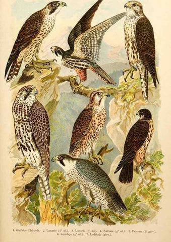 Reproducción/Reproduction 7413861512: Atlante ornitologico :. Milano :U. Hoepli,1902.