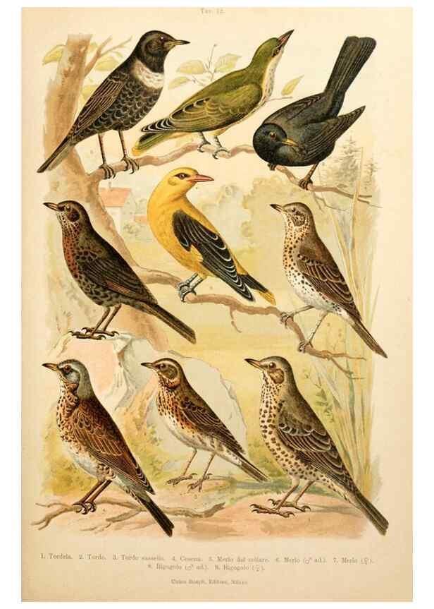 Reproducción/Reproduction 7413870466: Atlante ornitologico :. Milano :U. Hoepli,1902.