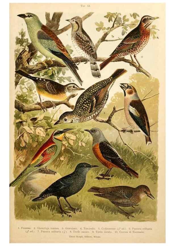 Reproducción/Reproduction 7413871972: Atlante ornitologico :. Milano :U. Hoepli,1902.