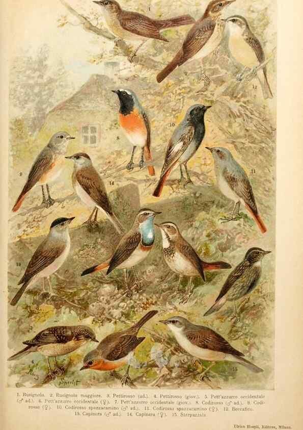 Reproducción/Reproduction 7413873644: Atlante ornitologico :. Milano :U. Hoepli,1902.