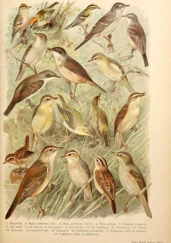 Reproducción/Reproduction 7413875298: Atlante ornitologico :. Milano :U. Hoepli,1902.