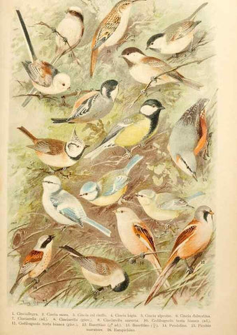 Reproducción/Reproduction 7413878120: Atlante ornitologico :. Milano :U. Hoepli,1902.