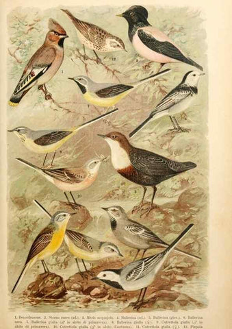 Reproducción/Reproduction 7413882314: Atlante ornitologico :. Milano :U. Hoepli,1902.