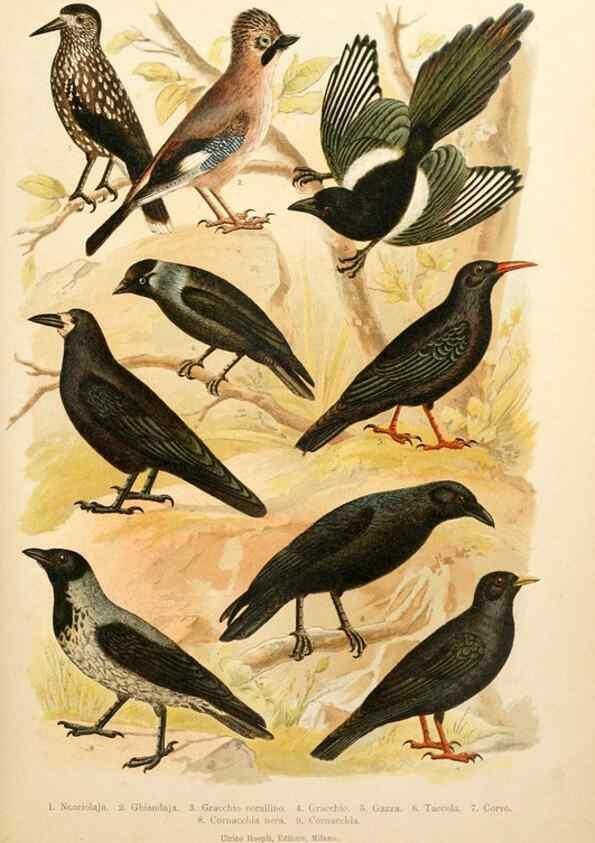 Reproducción/Reproduction 7413868840: Atlante ornitologico :. Milano :U. Hoepli,1902.