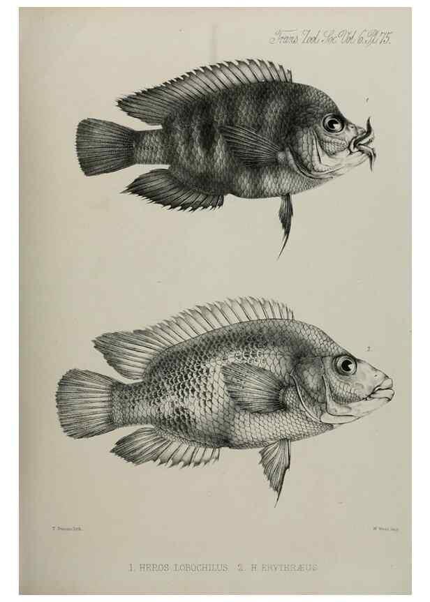 Reproducción/Reproduction 7408576944: Transactions of the Zoological Society of London.. [London] :Published for the Zoological Society of London by Academic Press