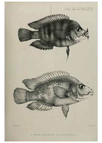 Reproducción/Reproduction 7408576944: Transactions of the Zoological Society of London.. [London] :Published for the Zoological Society of London by Academic Press