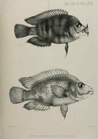 Reproducción/Reproduction 7408576944: Transactions of the Zoological Society of London.. [London] :Published for the Zoological Society of London by Academic Press