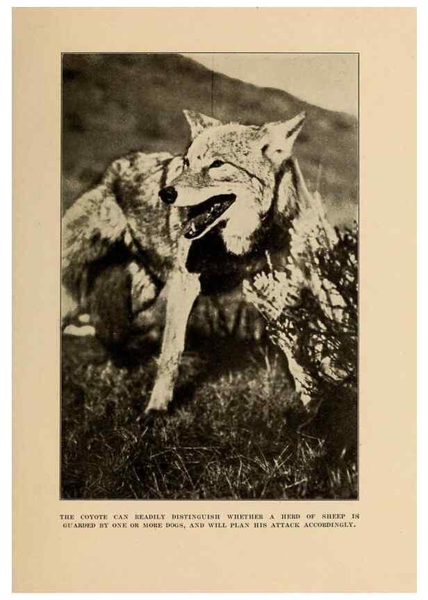 Reproducción/Reproduction 7409106400: The human side of animals,. New York,Frederick A. Stokes Company[c1918]