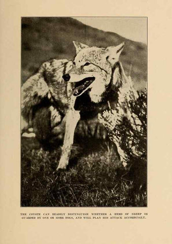 Reproducción/Reproduction 7409106400: The human side of animals,. New York,Frederick A. Stokes Company[c1918]