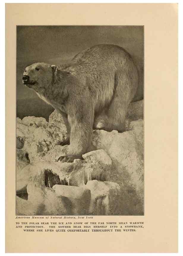 Reproducción/Reproduction 7409103480: The human side of animals,. New York,Frederick A. Stokes Company[c1918]