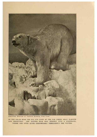 Reproducción/Reproduction 7409103480: The human side of animals,. New York,Frederick A. Stokes Company[c1918]