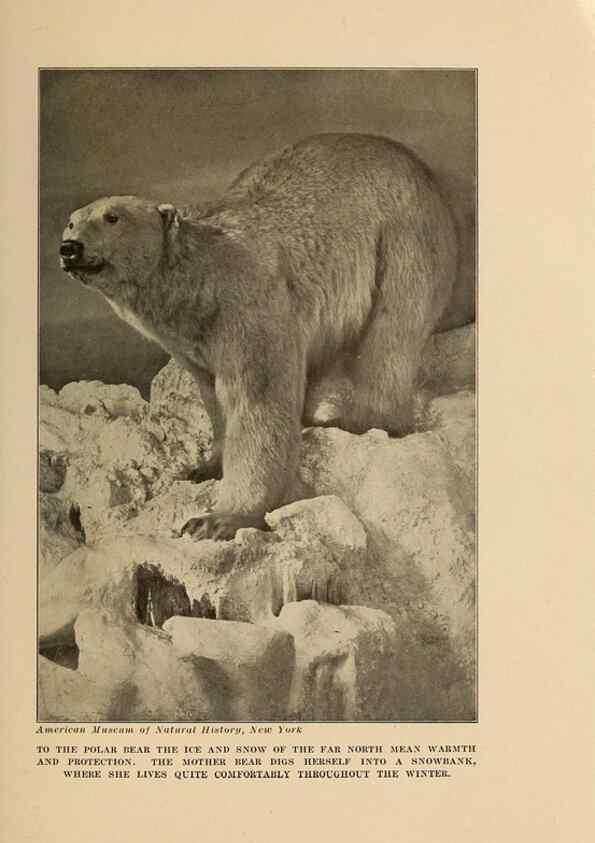 Reproducción/Reproduction 7409103480: The human side of animals,. New York,Frederick A. Stokes Company[c1918]
