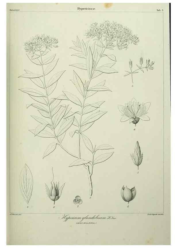 Reproducción/Reproduction 7408882976: Phytographia canariensis /. Paris :Béthune,1836-1850.