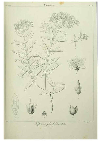 Reproducción/Reproduction 7408882976: Phytographia canariensis /. Paris :Béthune,1836-1850.