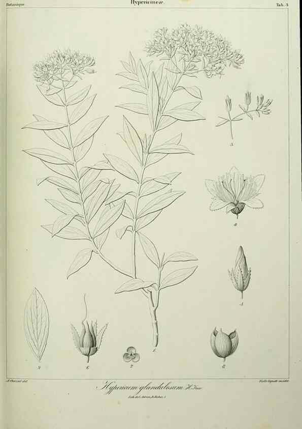 Reproducción/Reproduction 7408882976: Phytographia canariensis /. Paris :Béthune,1836-1850.