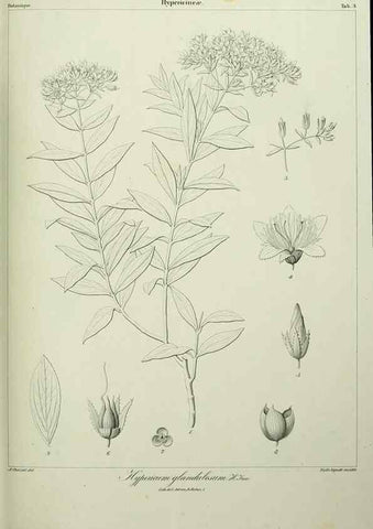 Reproducción/Reproduction 7408882976: Phytographia canariensis /. Paris :Béthune,1836-1850.