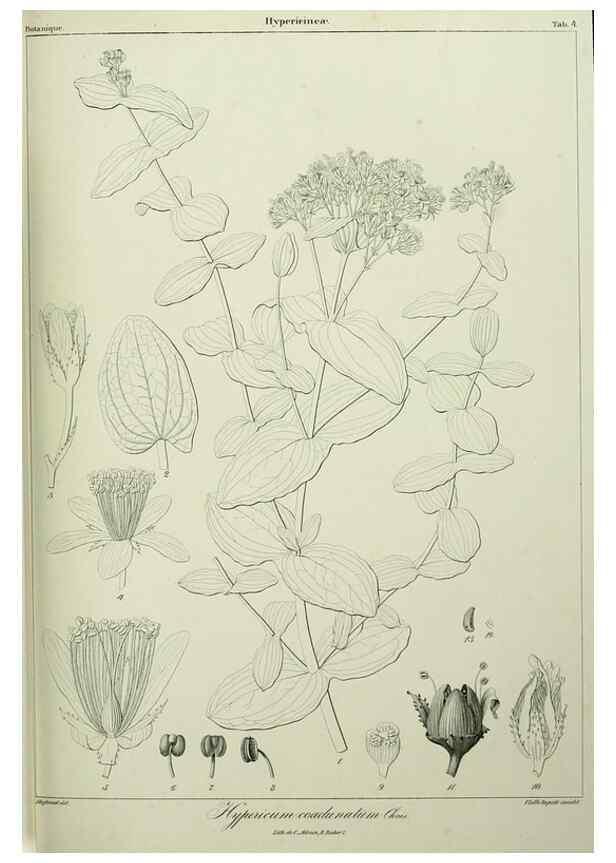 Reproducción/Reproduction 7408883830: Phytographia canariensis /. Paris :Béthune,1836-1850.