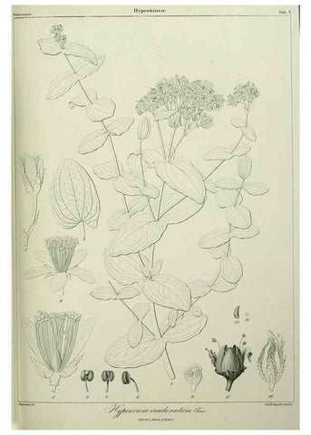 Reproducción/Reproduction 7408883830: Phytographia canariensis /. Paris :Béthune,1836-1850.