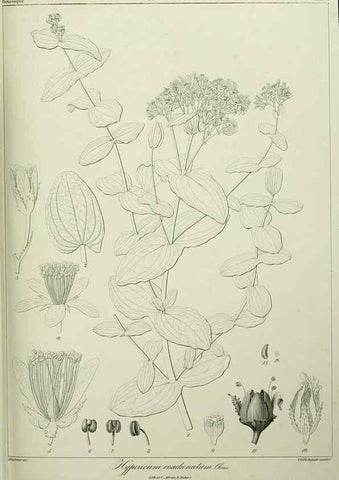 Reproducción/Reproduction 7408883830: Phytographia canariensis /. Paris :Béthune,1836-1850.