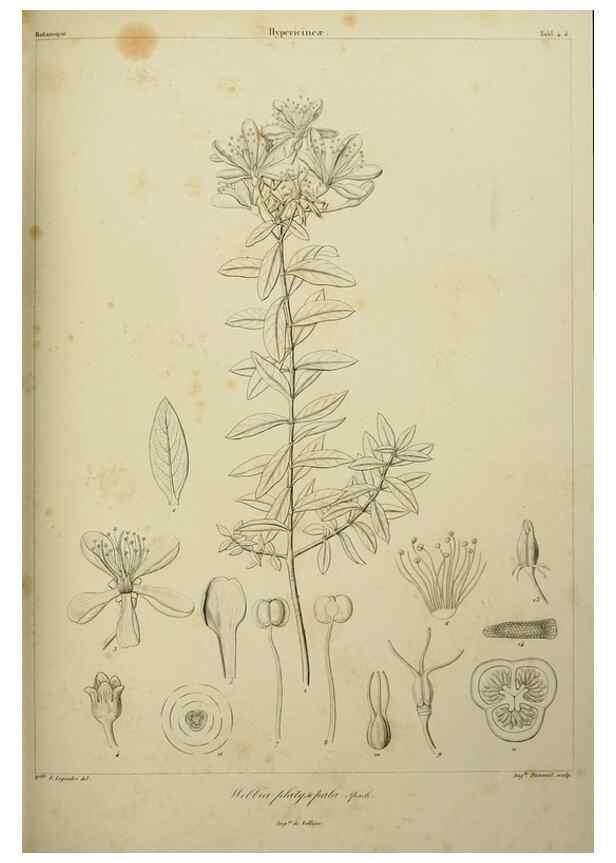 Reproducción/Reproduction 7408886798: Phytographia canariensis /. Paris :Béthune,1836-1850.