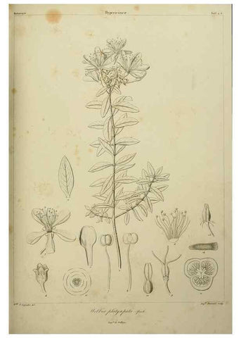 Reproducción/Reproduction 7408886798: Phytographia canariensis /. Paris :Béthune,1836-1850.