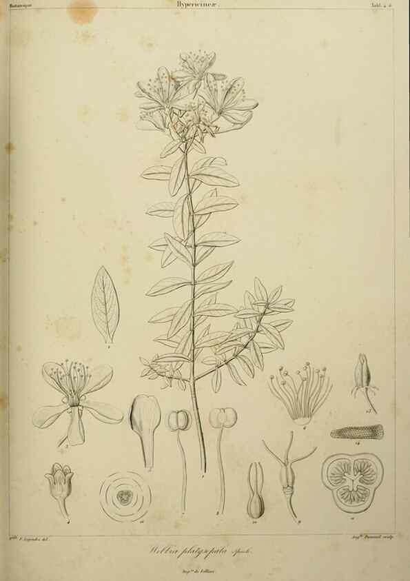 Reproducción/Reproduction 7408886798: Phytographia canariensis /. Paris :Béthune,1836-1850.