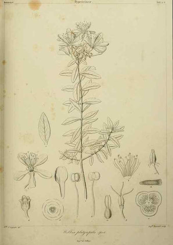 Reproducción/Reproduction 7408886798: Phytographia canariensis /. Paris :Béthune,1836-1850.