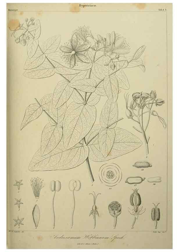 Reproducción/Reproduction 7408887728: Phytographia canariensis /. Paris :Béthune,1836-1850.