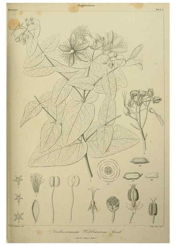 Reproducción/Reproduction 7408887728: Phytographia canariensis /. Paris :Béthune,1836-1850.