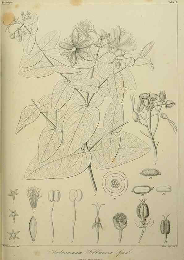 Reproducción/Reproduction 7408887728: Phytographia canariensis /. Paris :Béthune,1836-1850.
