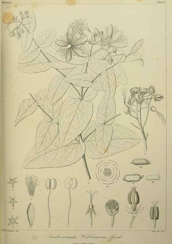 Reproducción/Reproduction 7408887728: Phytographia canariensis /. Paris :Béthune,1836-1850.