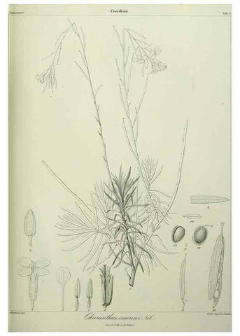 Reproducción/Reproduction 7408888944: Phytographia canariensis /. Paris :Béthune,1836-1850.