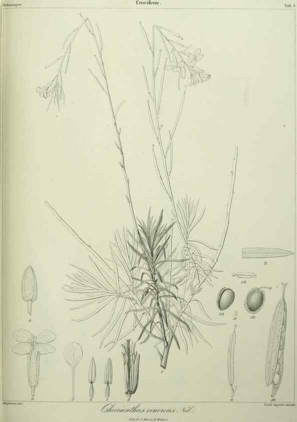 Reproducción/Reproduction 7408888944: Phytographia canariensis /. Paris :Béthune,1836-1850.