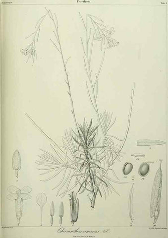 Reproducción/Reproduction 7408888944: Phytographia canariensis /. Paris :Béthune,1836-1850.