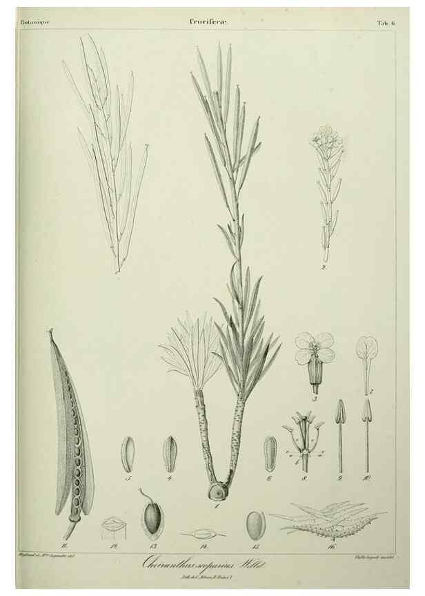 Reproducción/Reproduction 7408890094: Phytographia canariensis /. Paris :Béthune,1836-1850.