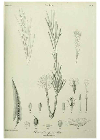 Reproducción/Reproduction 7408890094: Phytographia canariensis /. Paris :Béthune,1836-1850.