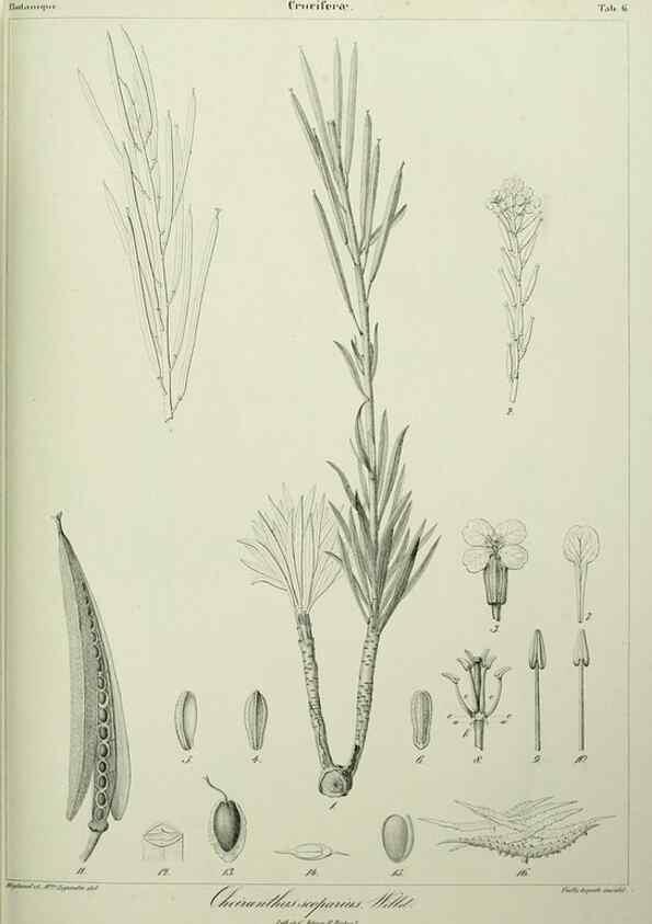 Reproducción/Reproduction 7408890094: Phytographia canariensis /. Paris :Béthune,1836-1850.