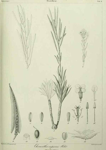 Reproducción/Reproduction 7408890094: Phytographia canariensis /. Paris :Béthune,1836-1850.