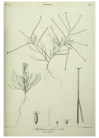 Reproducción/Reproduction 7408890984: Phytographia canariensis /. Paris :Béthune,1836-1850.