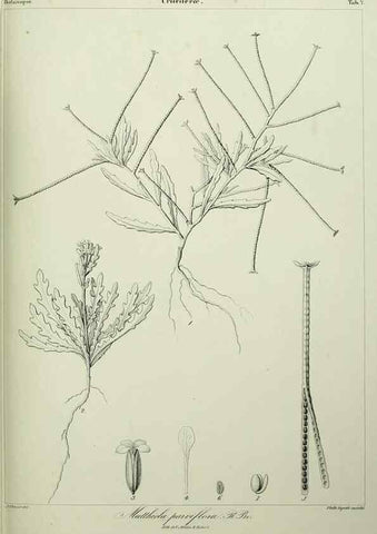Reproducción/Reproduction 7408890984: Phytographia canariensis /. Paris :Béthune,1836-1850.