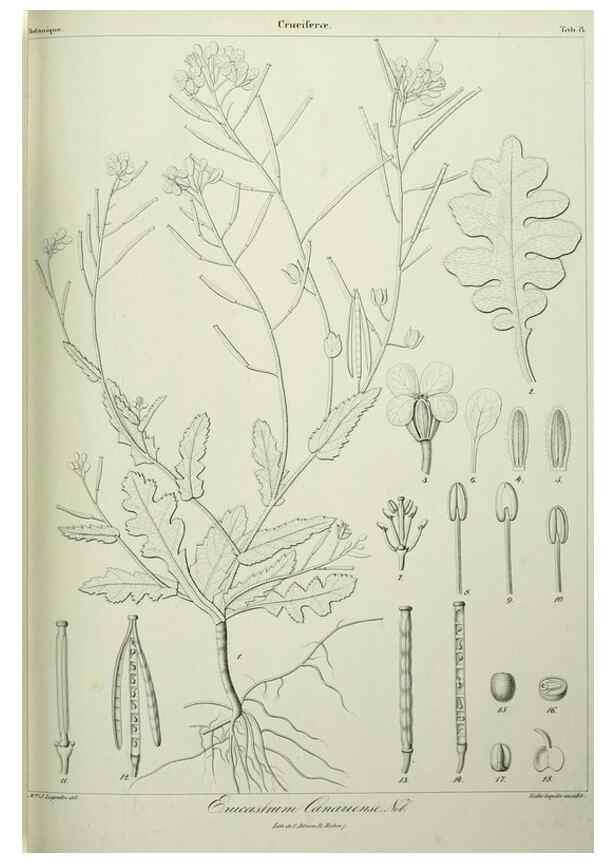 Reproducción/Reproduction 7408892300: Phytographia canariensis /. Paris :Béthune,1836-1850.