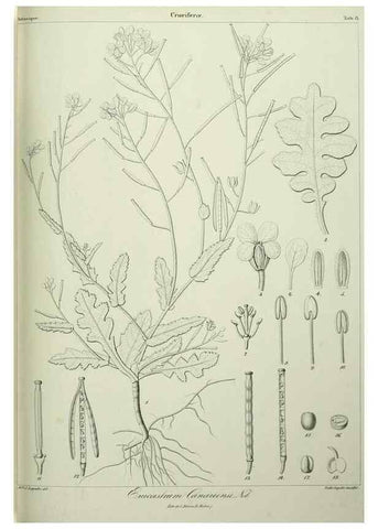 Reproducción/Reproduction 7408892300: Phytographia canariensis /. Paris :Béthune,1836-1850.