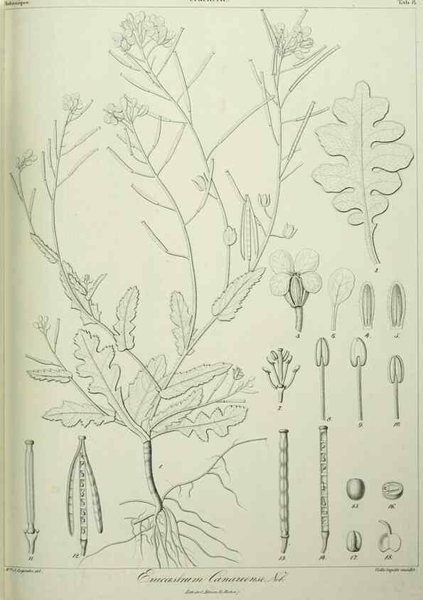 Reproducción/Reproduction 7408892300: Phytographia canariensis /. Paris :Béthune,1836-1850.