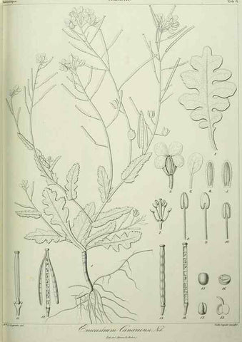 Reproducción/Reproduction 7408892300: Phytographia canariensis /. Paris :Béthune,1836-1850.