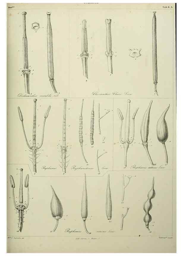 Reproducción/Reproduction 7408893478: Phytographia canariensis /. Paris :Béthune,1836-1850.