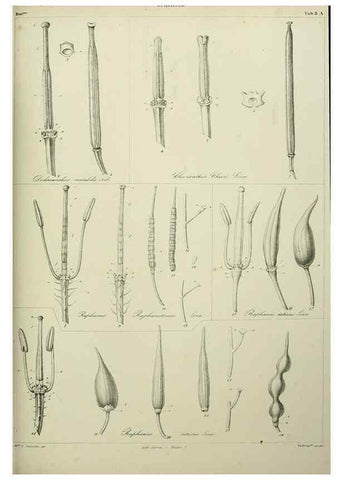 Reproducción/Reproduction 7408893478: Phytographia canariensis /. Paris :Béthune,1836-1850.